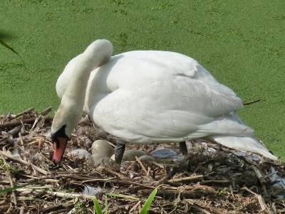 Cigno reale                       